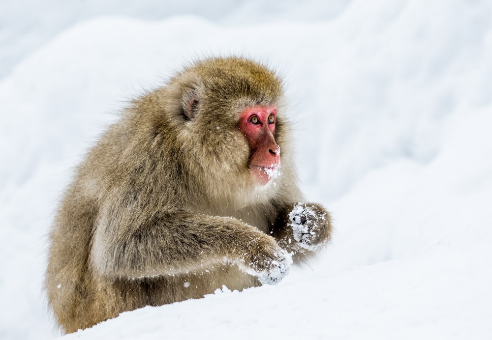 Snow monkey eating snow