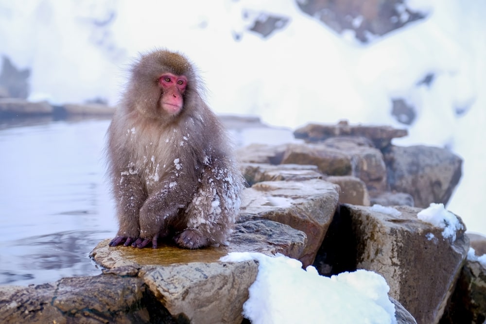 Snow monkey standing on the cliff of a hotspring