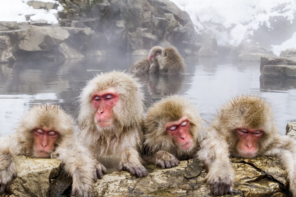 Group of snow monkeys sleeping on a stones
