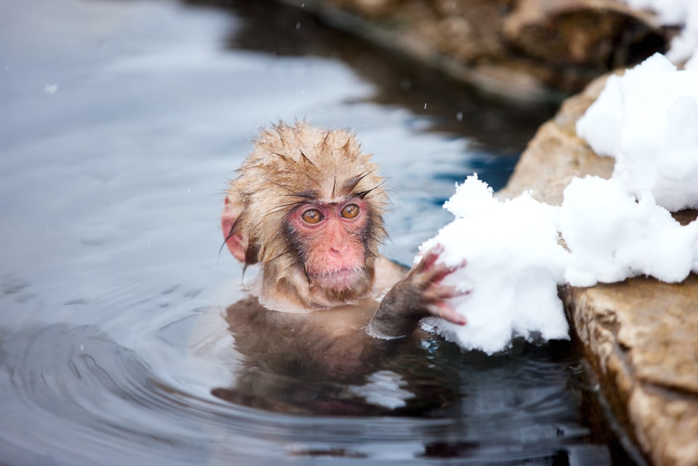 Snow monkey holding a snow in the waters