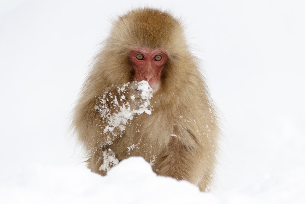 Snow monkey eating food in the snow