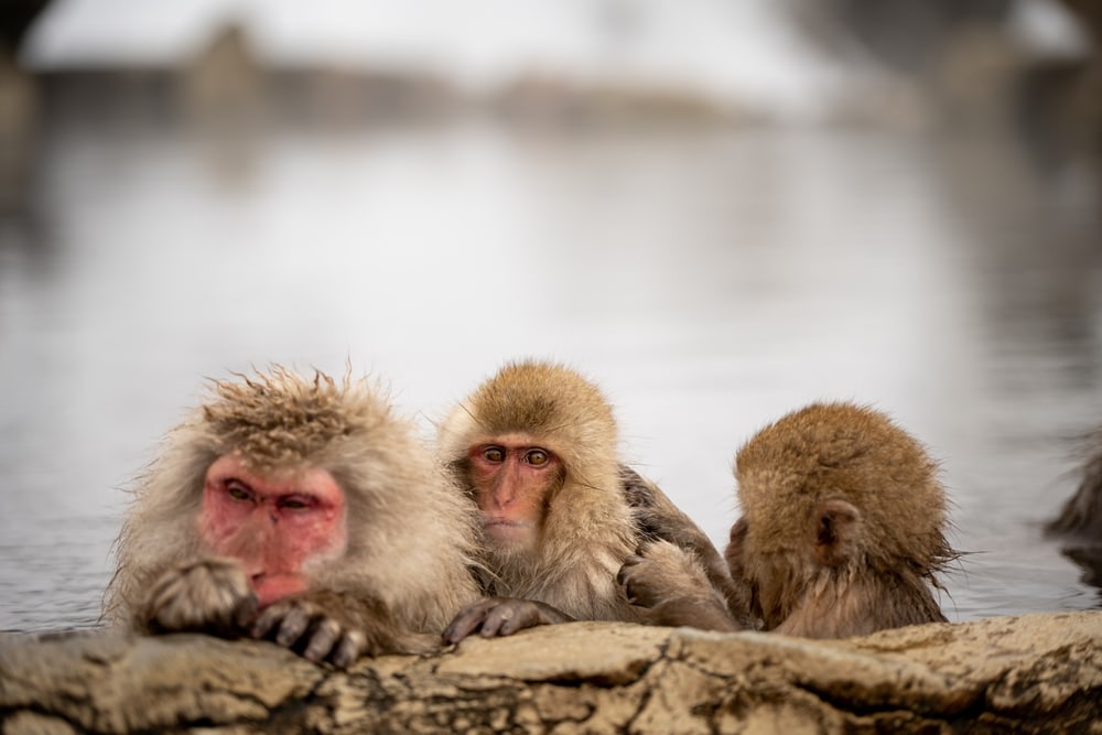 Snow monkey swimming in the lake