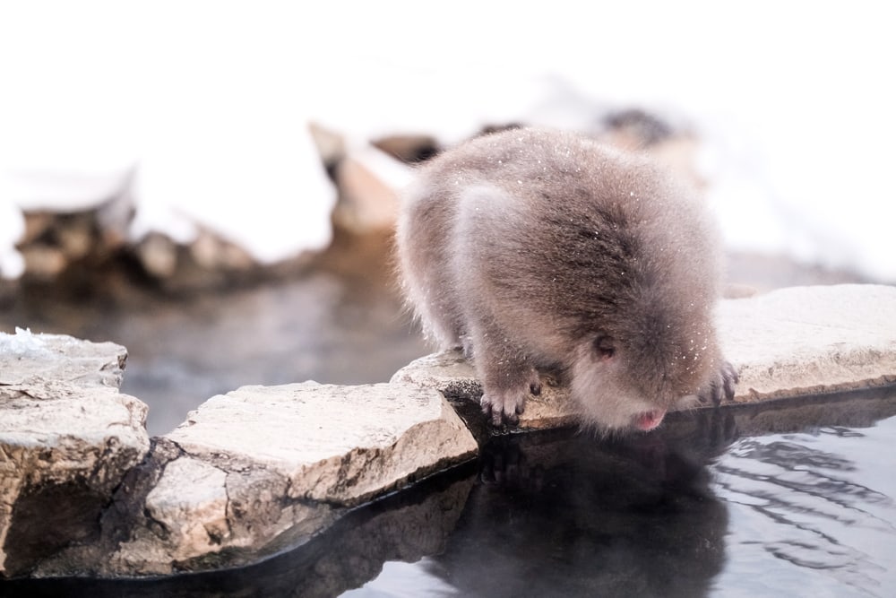 Baby snow monkey drinking on a lake
