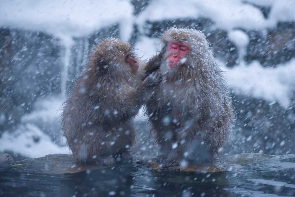 Two snow monkeys playing in the middle of the snow