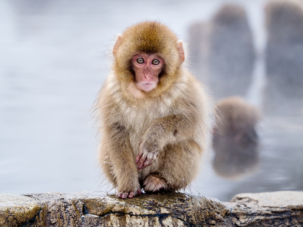 Snow monkey standing on a stone