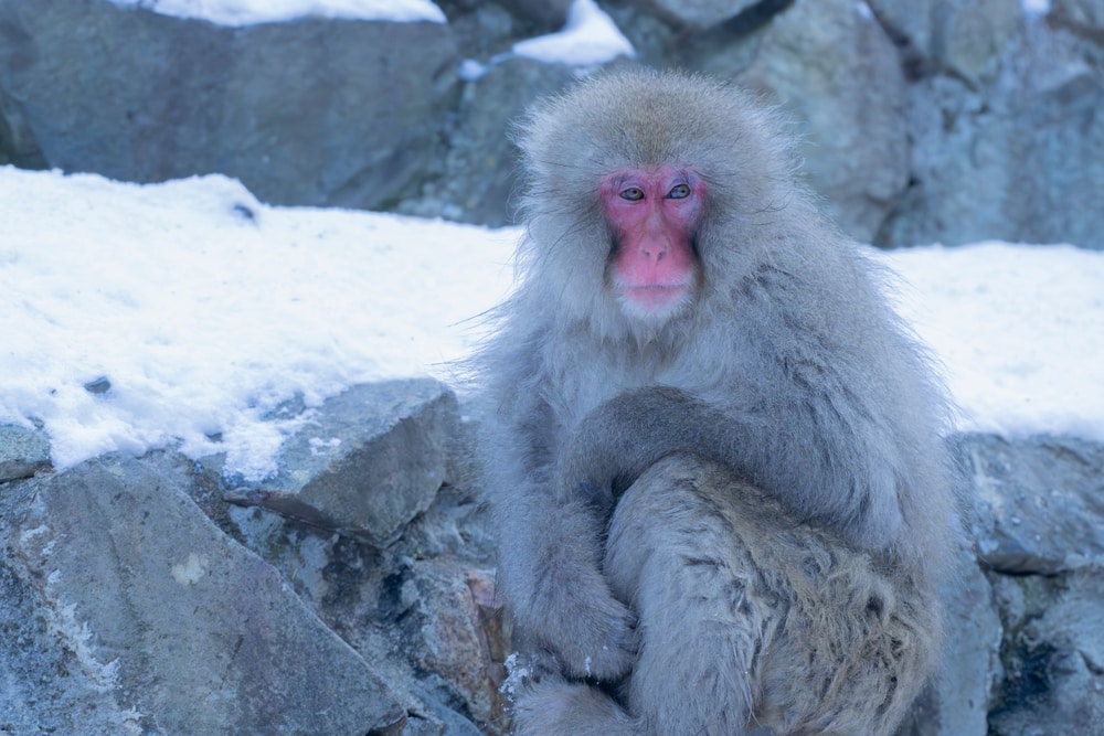 Snow monkey sitting on a stone full of snow