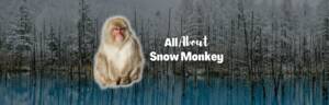 Snow monkey featured image