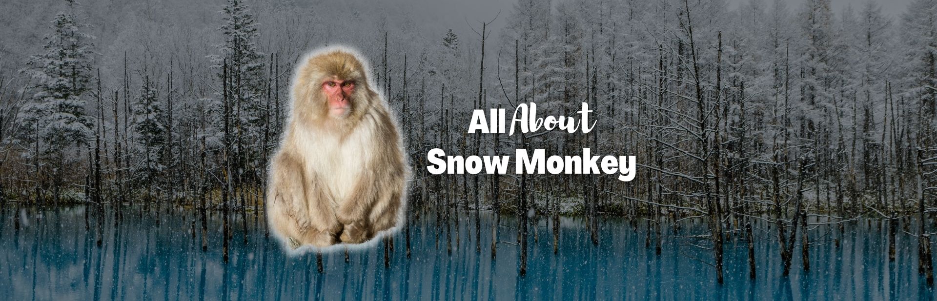 Snow Monkey: The Beloved Primates of Japan’s Hot Springs