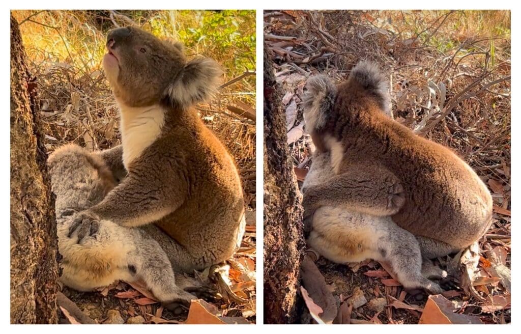 Side by side image of a koala mourning over companion's death