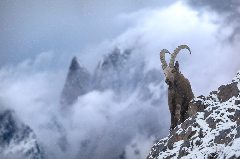 An asian ibex in the himalayas