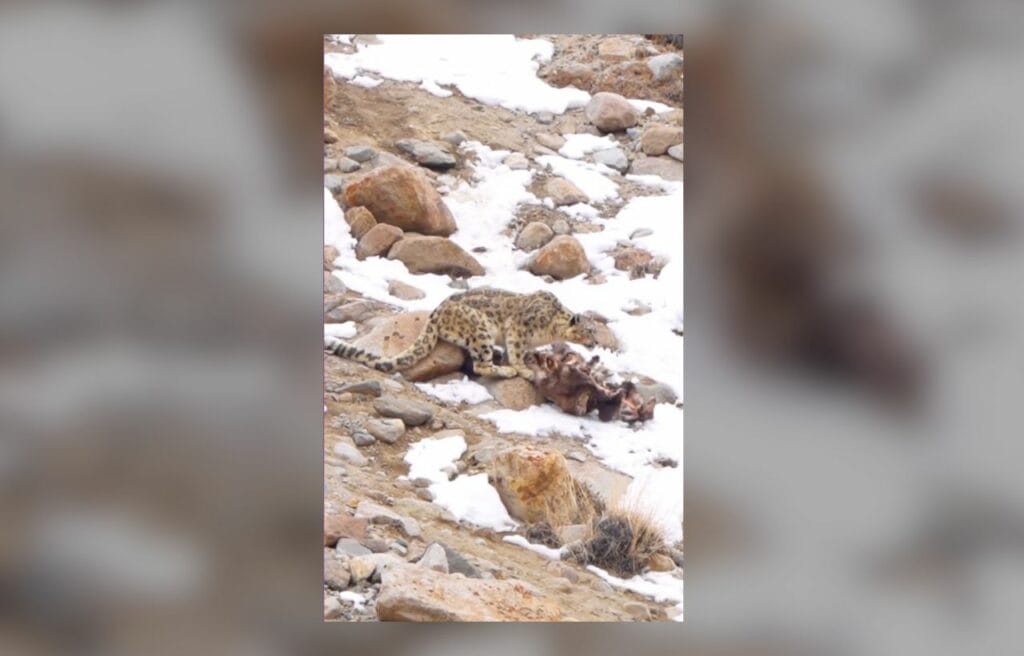The snow leopard enjoying the carcass