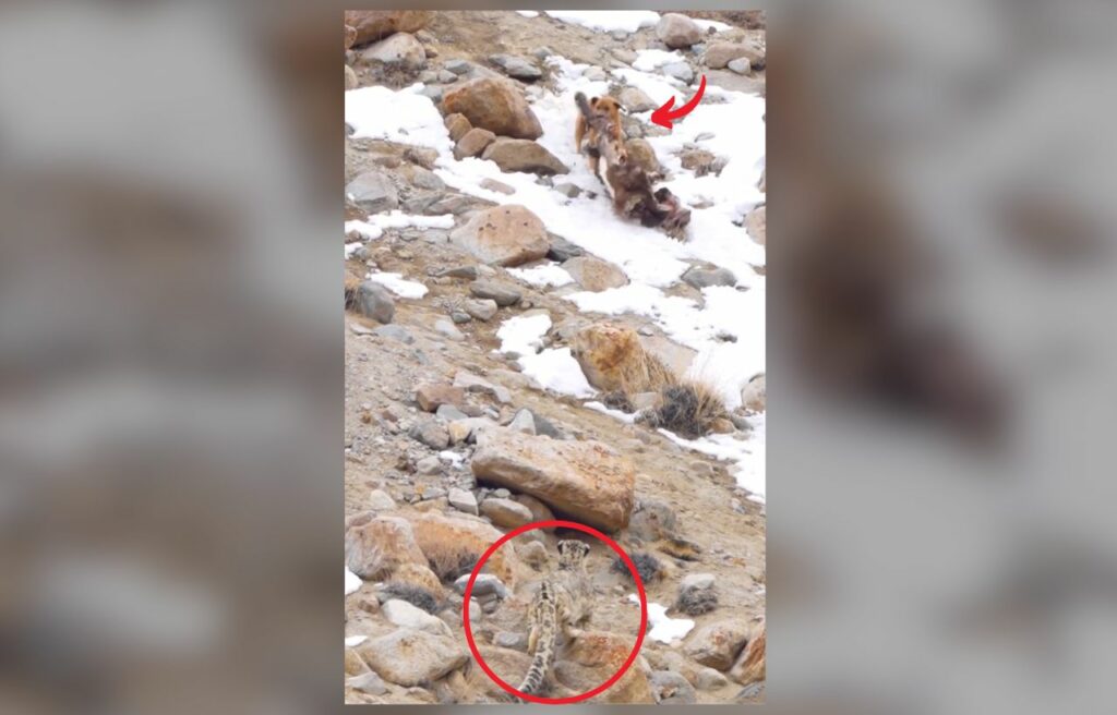 A snow leopard watching a Himalayan dog enjoying a carcass