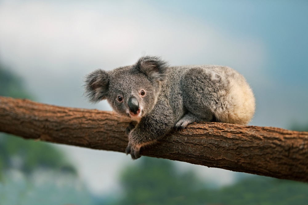 A young koala hugging a tree branch