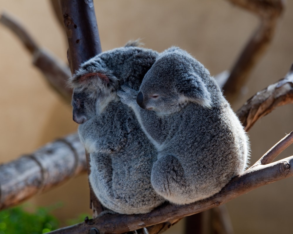 A pair of koalas cuddling