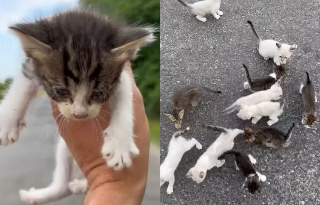 Side by side image of the kittens that ambushed Robert