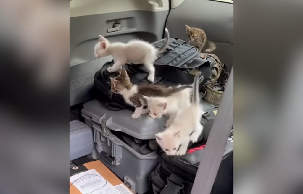 The kittens iside the van