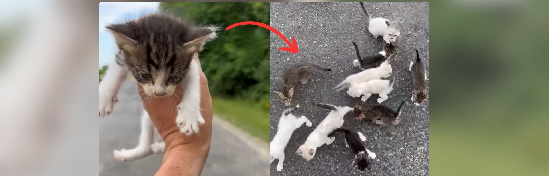 Louisiana Man Stops to Save One Kitten, Ends Up Rescuing a Dozen More in Heartwarming Viral Video