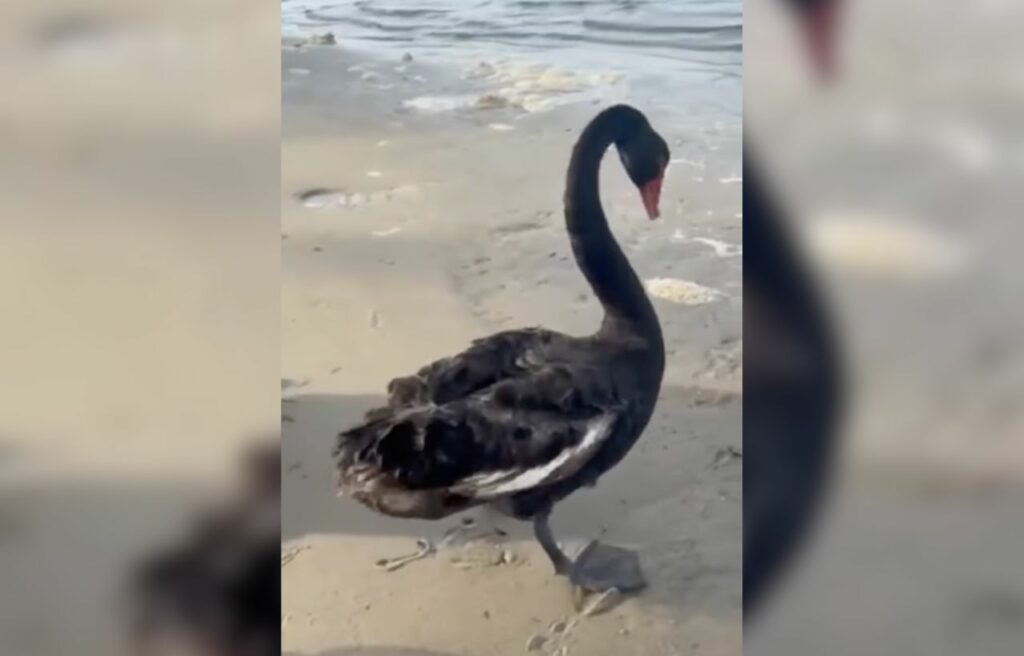 Black swan walking around the beach