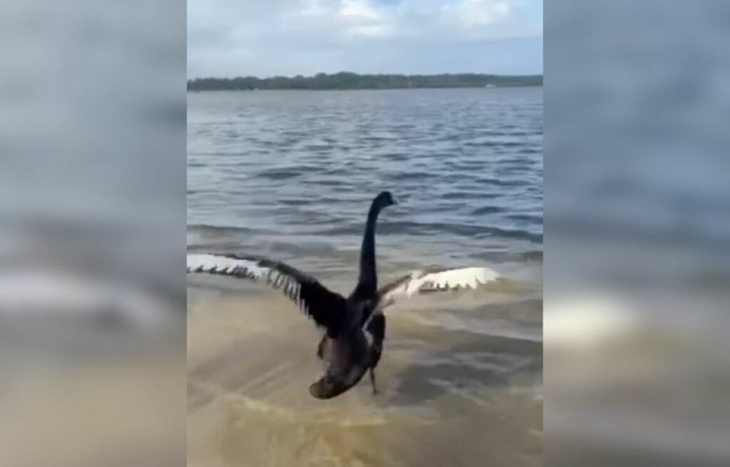 Black swan spreading its wings to the ocean