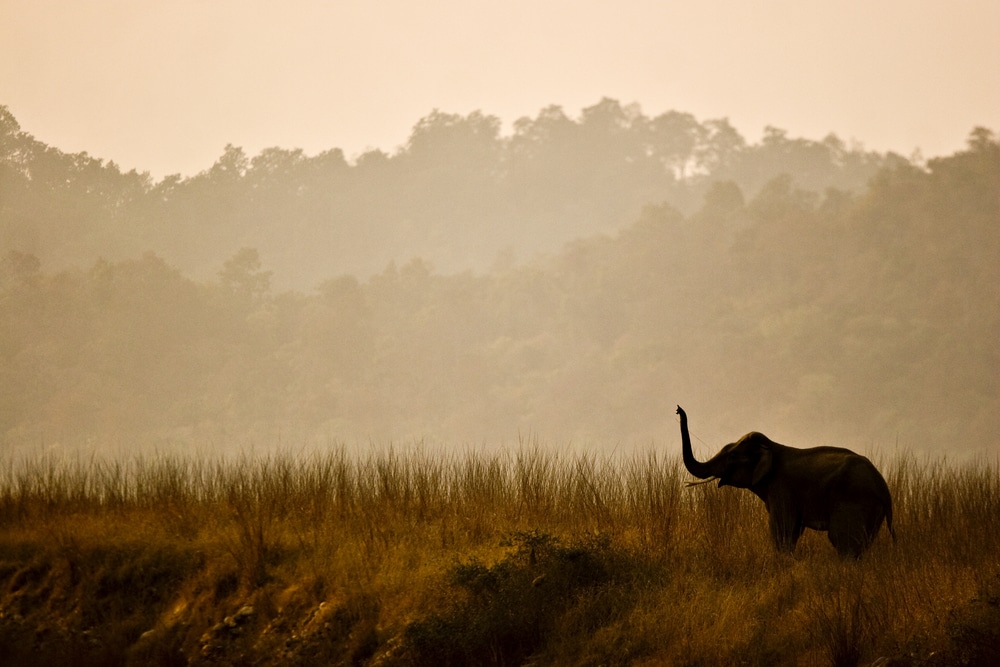 Silhouette of a young elephant in a savannah 