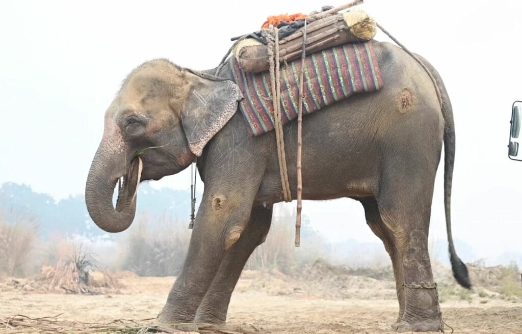 Pari with wounds when he was a city elephant