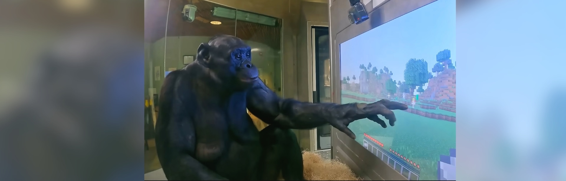 Genius Ape Conquers Video Game and Captures the Internet’s Heart