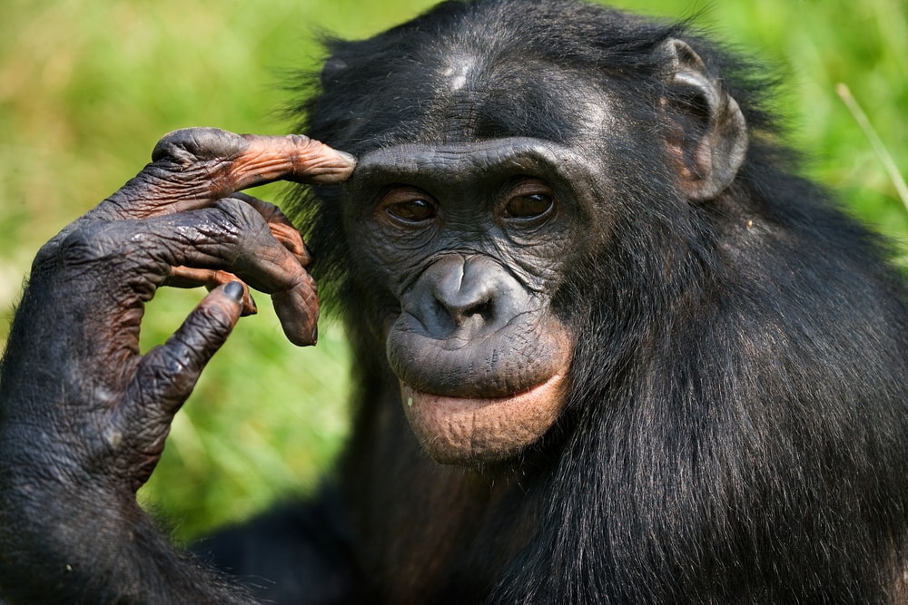 portrait of a bonobo monkey in the wild