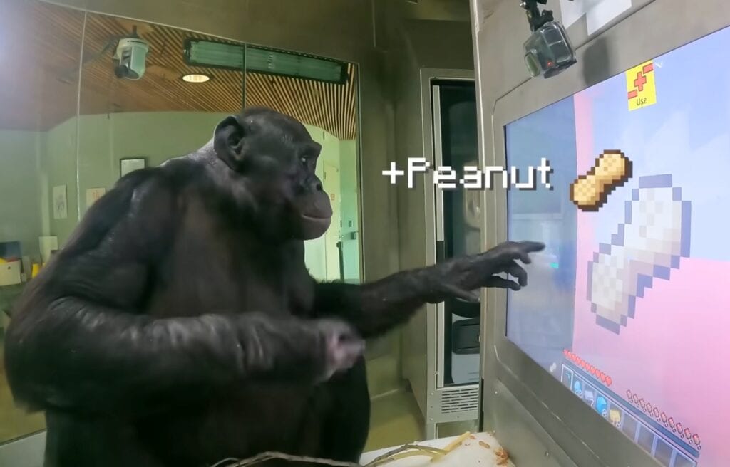 Kanzi obtaining a peanut in Minecraft