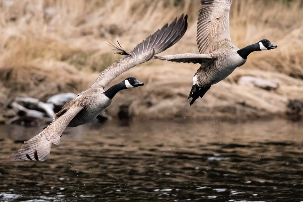 two Canada geese flying