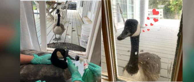 Injured Goose Gets Unwavering Support From His Devoted Partner featured image