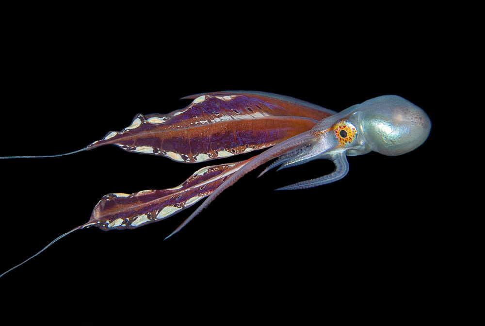 A blanket octopus in deep waters