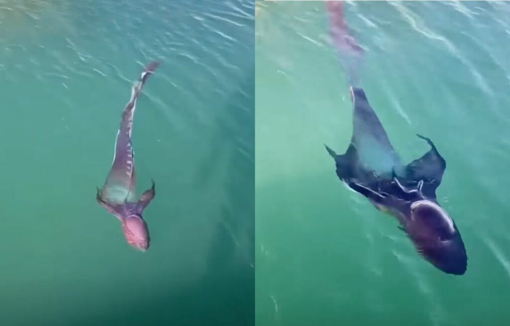 side by side image off a blanket octopus