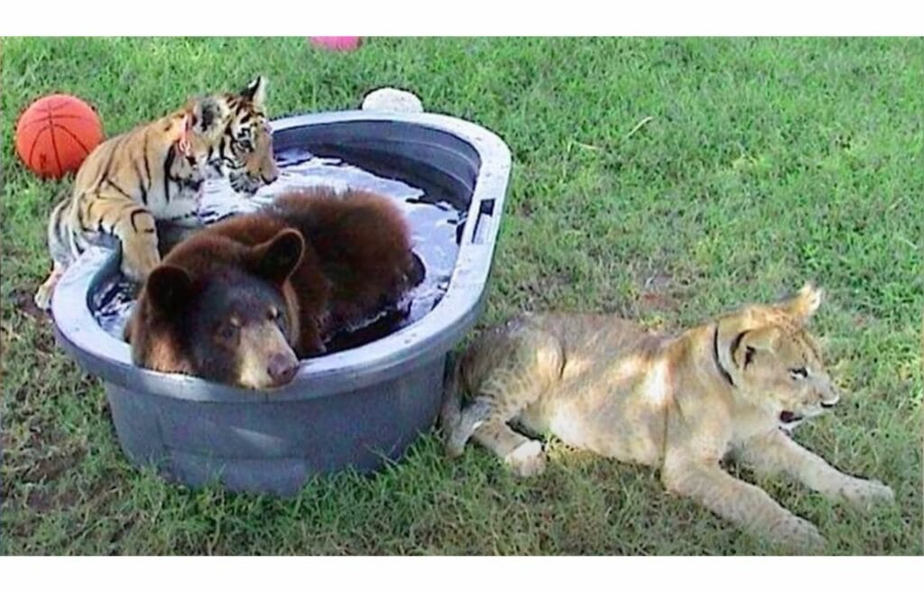 the young bear. lion. and tiger during bath time