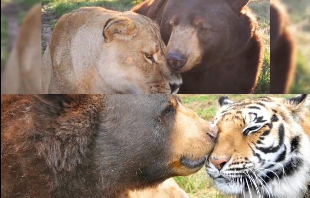Side by side image of Baloo with Leo and Shere Khan