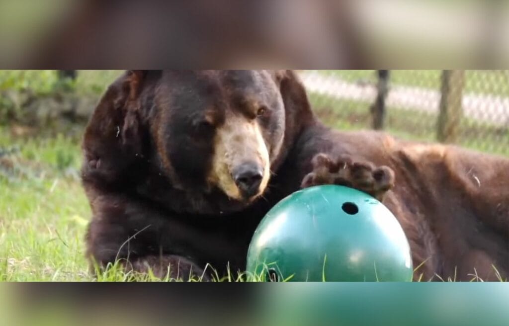 Baloo playing with a ball