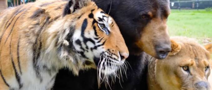 Once Captive Together, Rescued Predator Cubs Forge an Unbreakable Friendship featured image