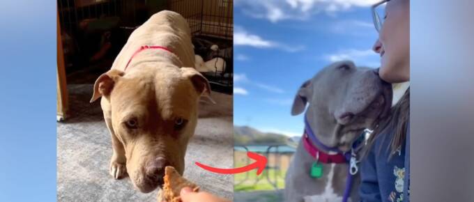 Scared Shelter Dog Learns to Walk Again With a Little Help and Lots of Love featured image