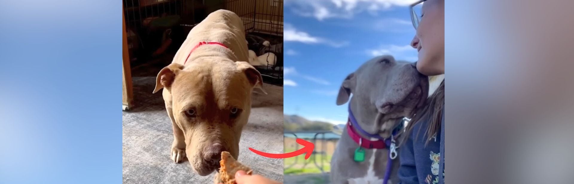 Scared Shelter Dog Learns to Walk Again With a Little Help and Lots of Love