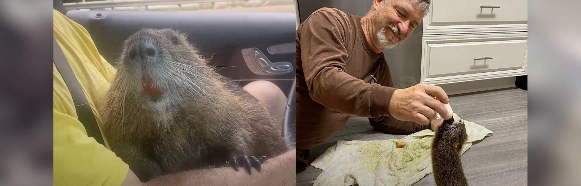 This Rescued Nutria Has a Favorite Human, and Their Bond is Incredible