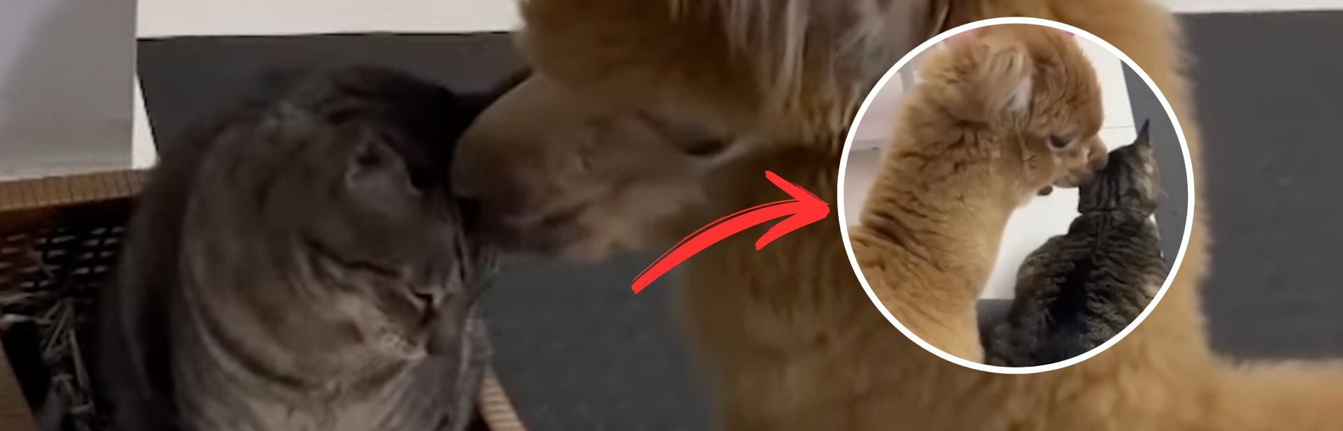 Cat Finds Its Purrfect Partner in an Alpaca