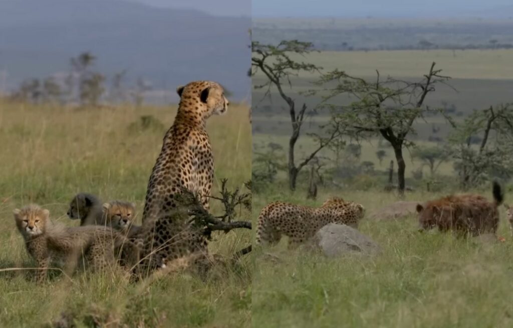side by side image of Kuleta with ehr cubs and a cheetah fighting a hyena