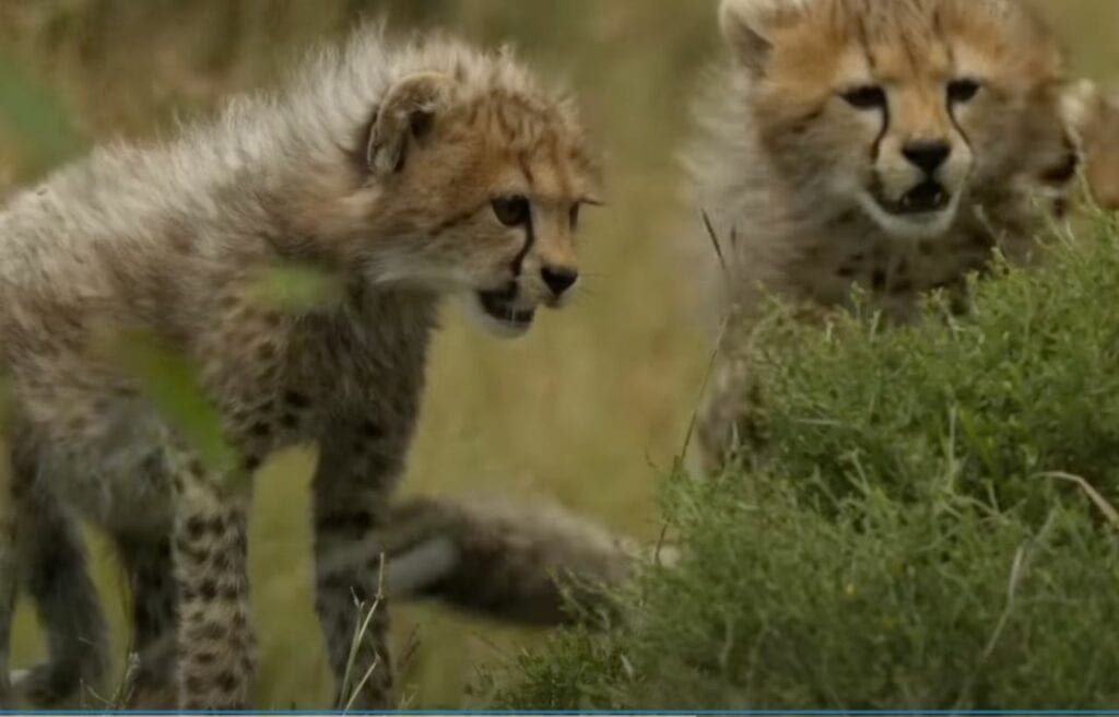 two cheetah cubs