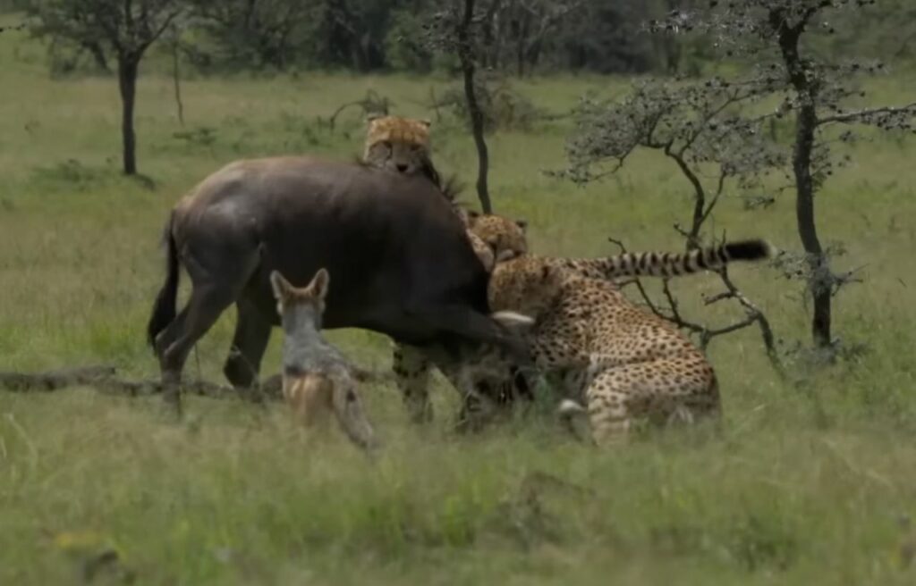 cheetahs attacking a wildebeest