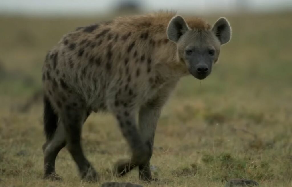 An approaching hyena
