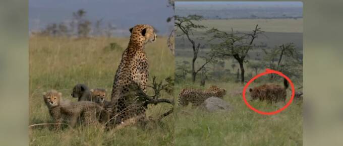 Brave Cheetah Mother Defies Odds to Raise Her Four Cubs featured image