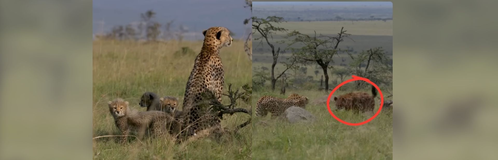 Brave Cheetah Mother Defies Odds to Raise Her Four Cubs