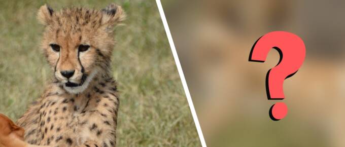 The Incredible Tale of a Cheetah's Companion You Won't Believe Is Real featured image