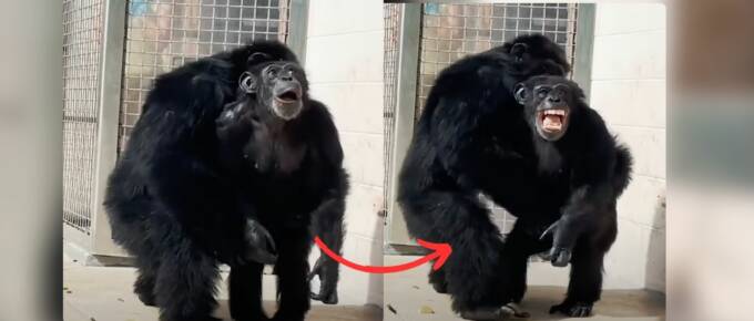 Chimp Sees Sky for the First Time, and Her Reaction Will Melt Your Heart featured image
