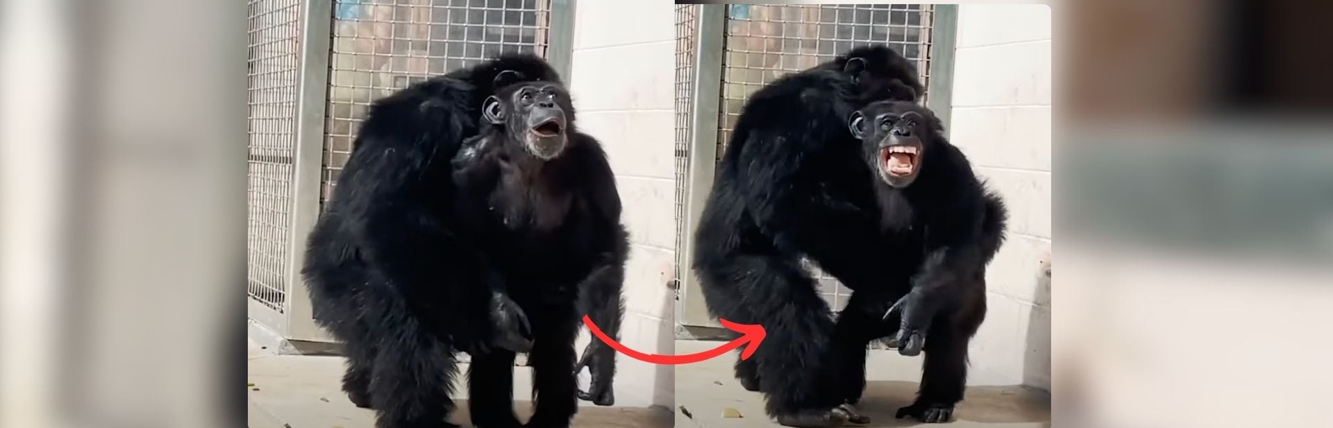 Chimp Sees Sky for the First Time – Her Reaction Will Melt Your Heart