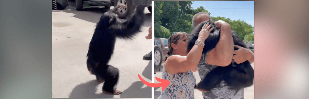 Chimpanzee Sees His Human Parents After Years Apart, and His Reaction is Heart Melting featured image